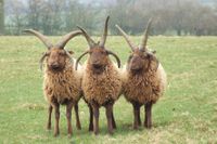 Manx Loaghtan