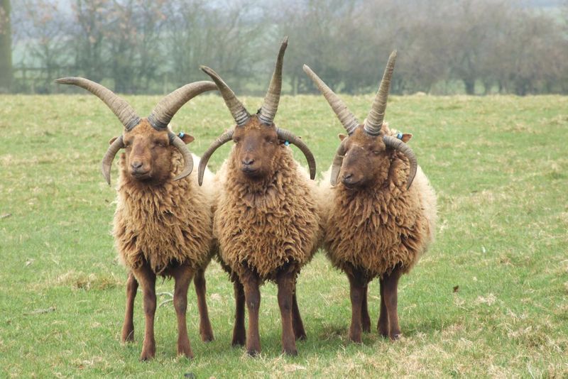 Manx Loaghtan