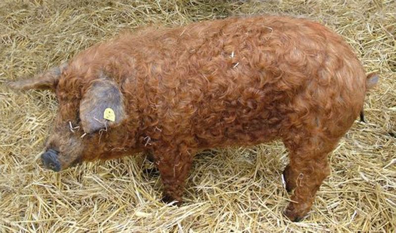 Mangalitza