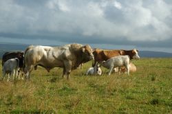 46 Charolais bull