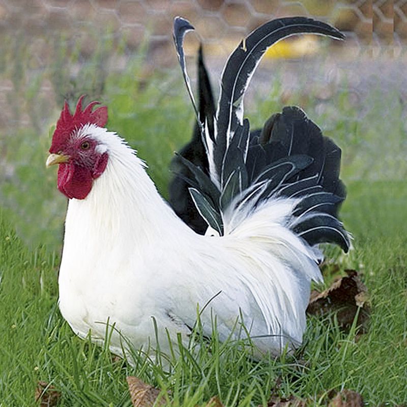 Japanese bantam (black-tailed white)