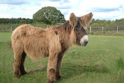 Poitou - Nestor 15x10 (Annie Pollock -Norley Farm)