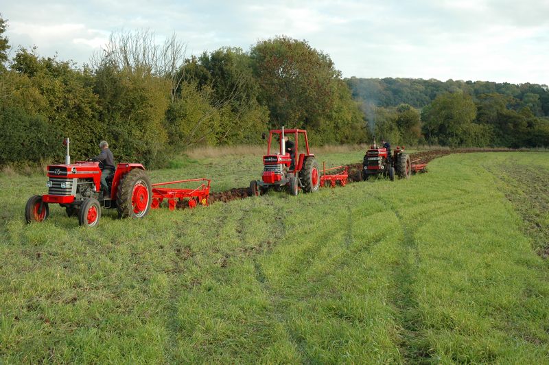 7 Three MF tractors and ploughs working together