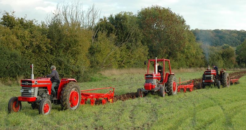 7.1  Three MF tractors and ploughs working together