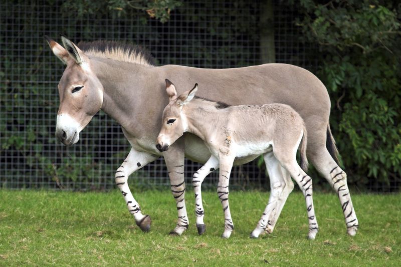 Somali Wild Ass 15x10 (Marwell Wildlife)