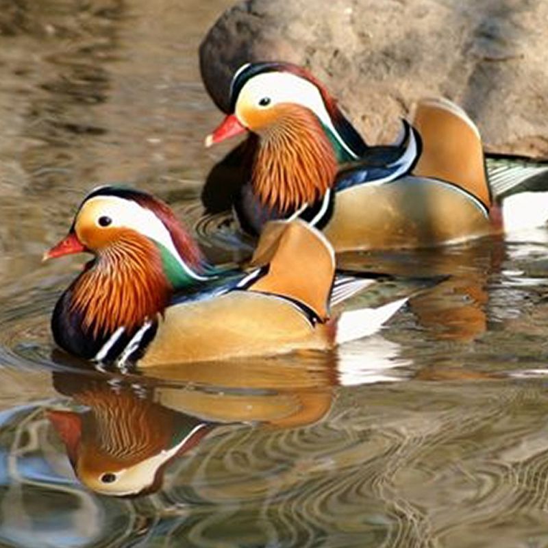 Mandarin