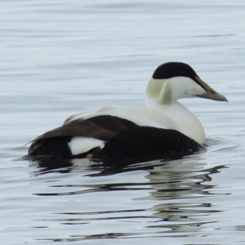 Eider