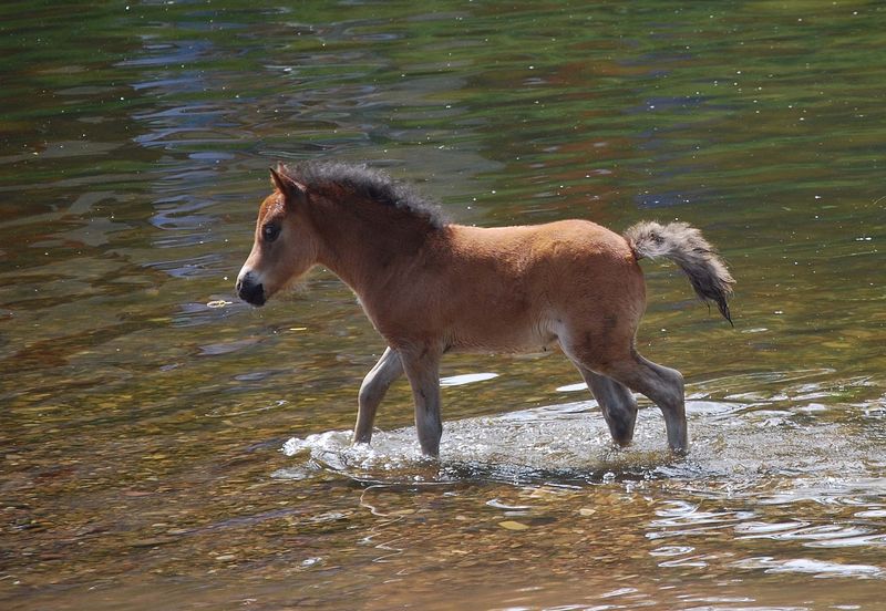 Young horse