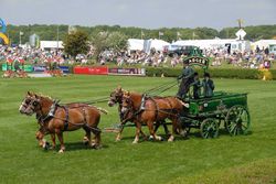 Randy Hiscock's Suffolks to the Badger Brewery dray.jpg