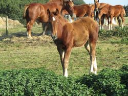 Xia and Suffolks Oct 2011