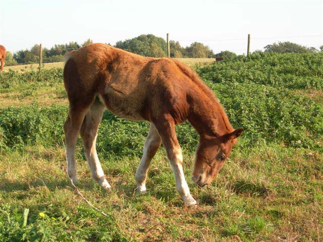 Xia grazing Oct 2011