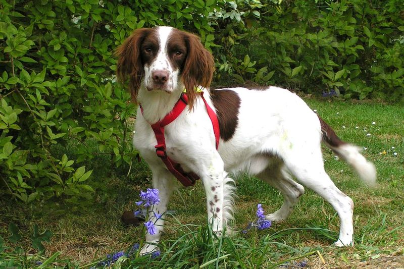 Springer Spaniel (Brighill)