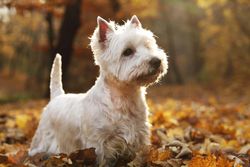 West Highland Terrier (Shutterstock)