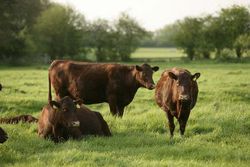 Red Polls