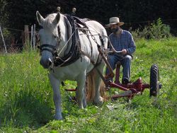 William Castle and Percheron mare on his smallholding