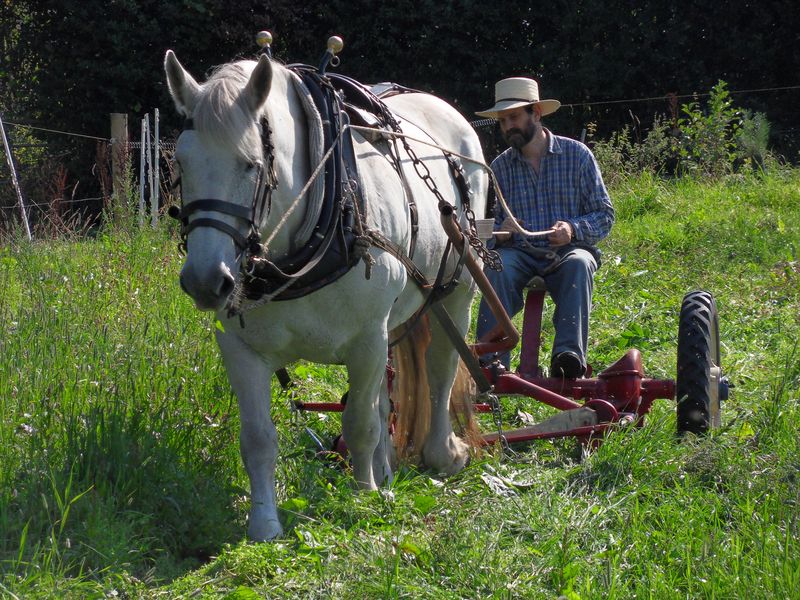 William Castle and Percheron mare on his smallholding