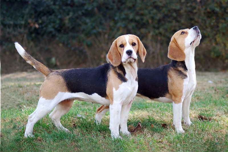 Beagle (Merrilyn Beagles)