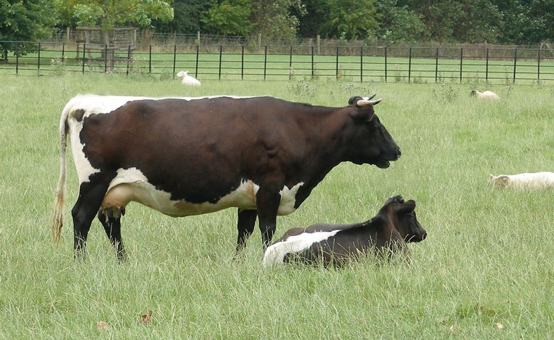 Gloucester cattle
