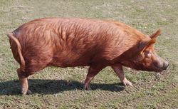 Tamworth pig