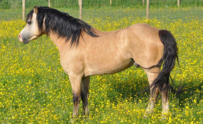 Welsh Mountain pony