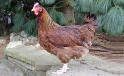 Brown Sussex pullet