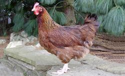 Brown Sussex pullet