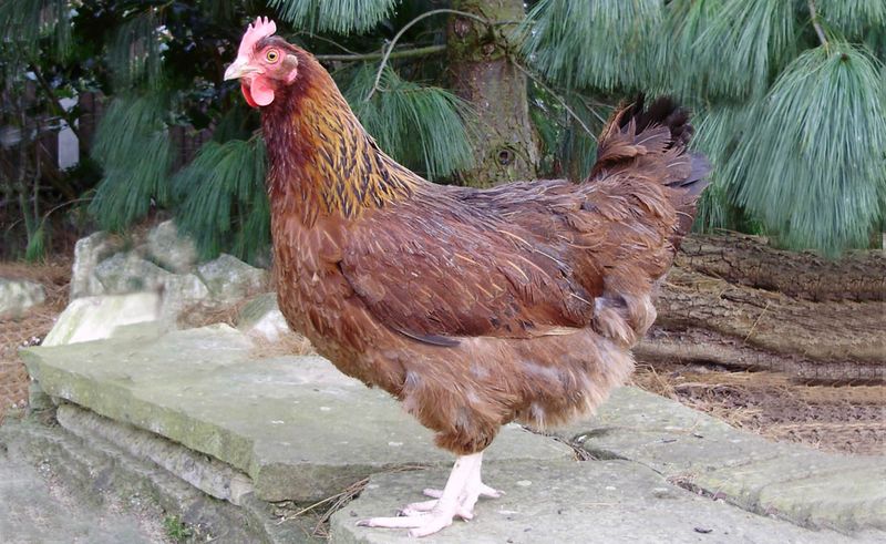 Brown Sussex pullet