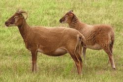 Castlemilk Moorit sheep