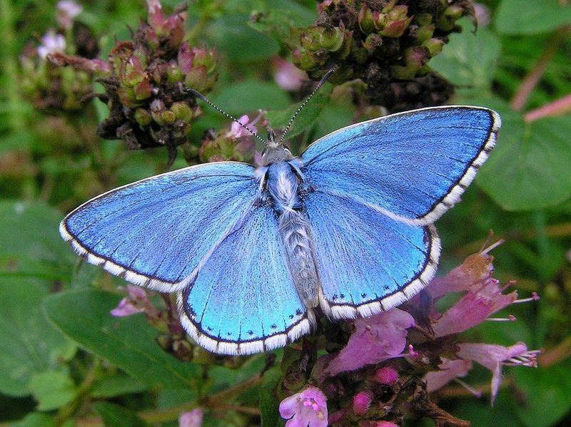 Adonis blue (Nick Greatorex-Davies)