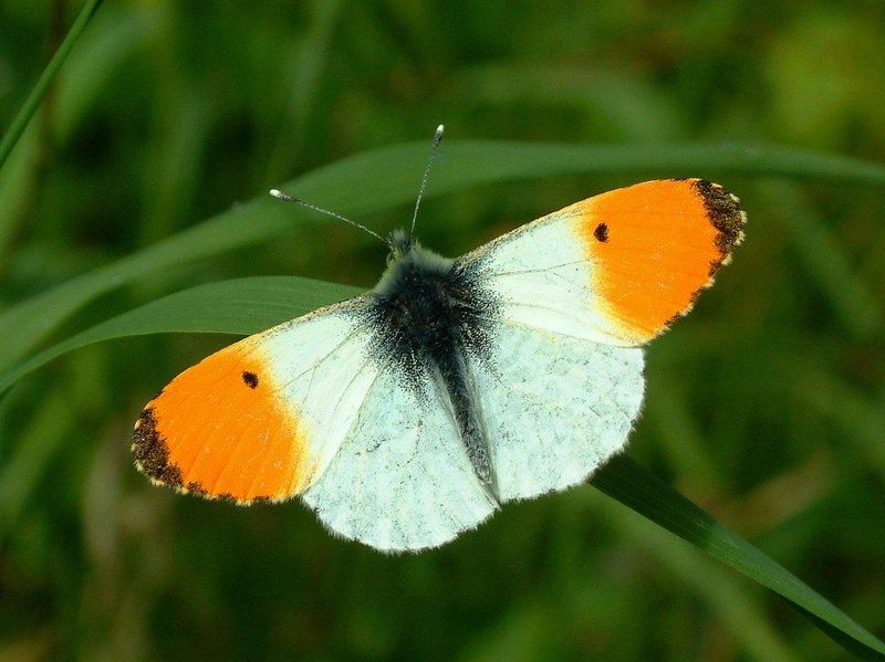 Orange tip (Nick Greatorex Davies)