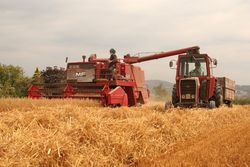 MASSEY FERGUSON 525, MASSEY FERGUSON 590 AND TRAILER