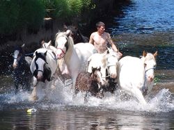 Absolutely Appleby horses in the river Eden