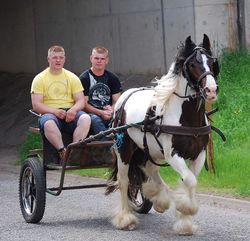 Absolutely Appleby trotting cart