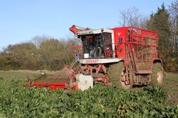 Vervaet Beeteater 617 harvesting sugar beet