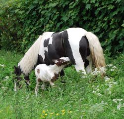 Absolutely Appleby mare and foal