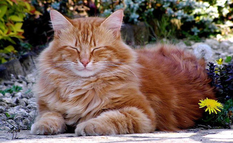 British Longhair