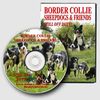 Border_collie_sheepdogs_still_off_duty