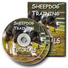 Sheepdog_training